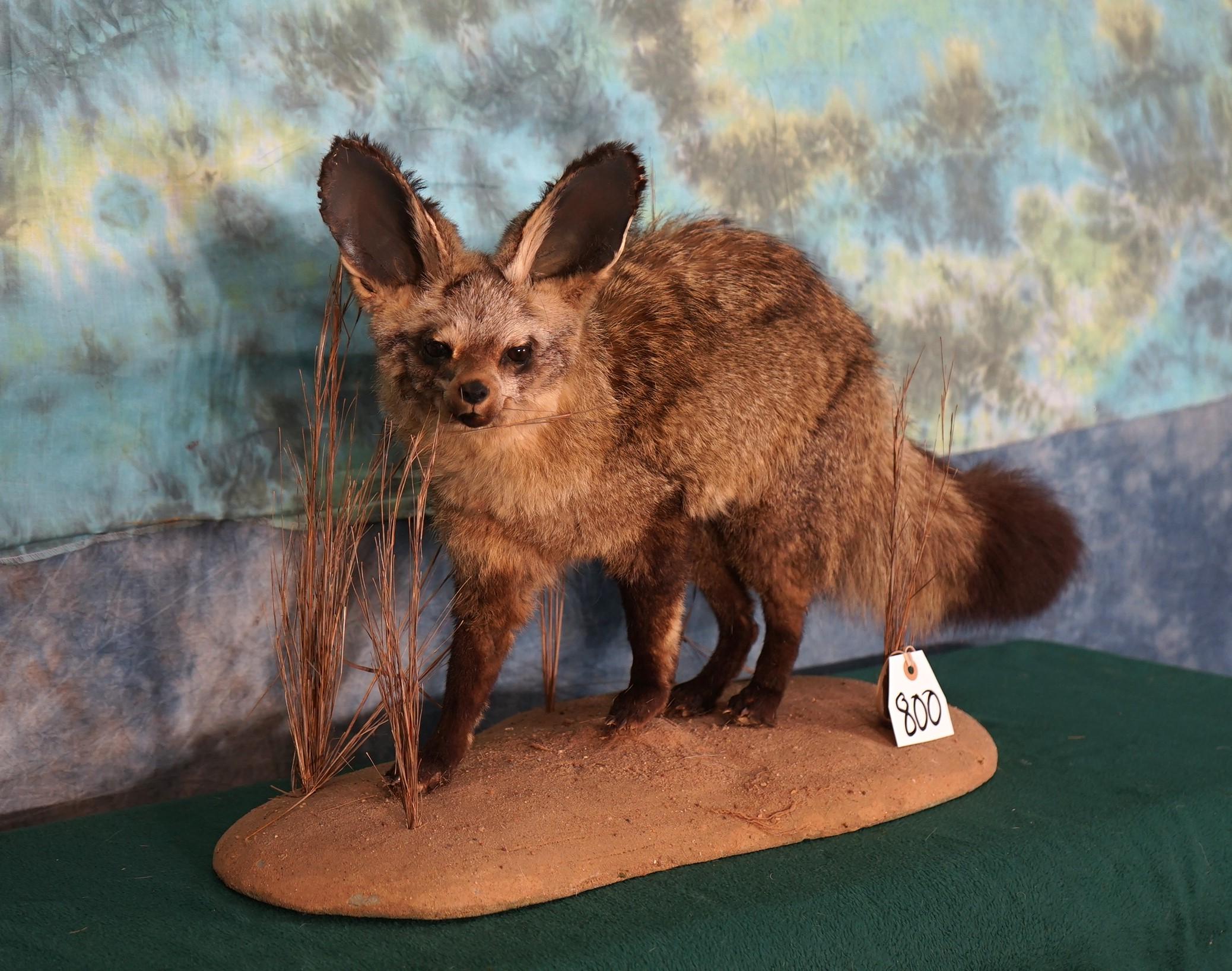 Rare African Bat-Eared Fox Full Body Taxidermy Mount