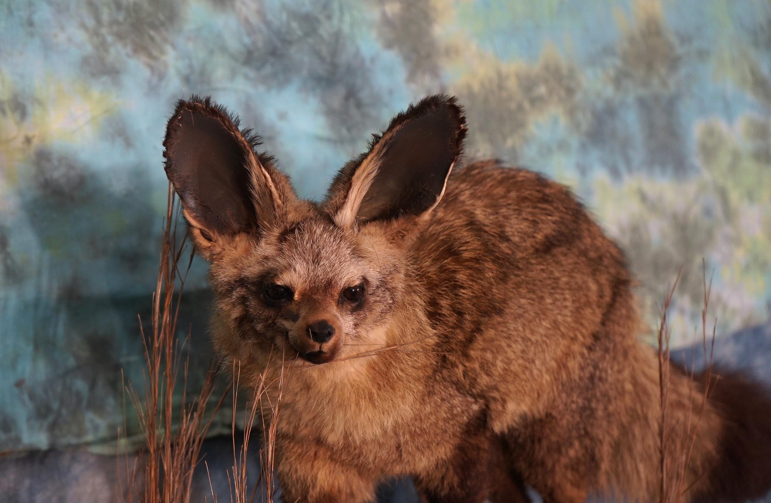 Rare African Bat-Eared Fox Full Body Taxidermy Mount