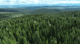 Build Your Sanctuary in the Peaceful Pine Woods of Modoc County, California!