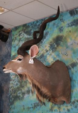 African Greater Kudu Shoulder Taxidermy Mount