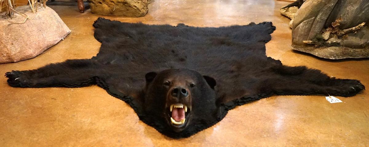 Large Black Bear Rug Taxidermy Mount