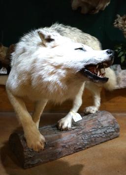 Full Body Timber Wolf Taxidermy Mount