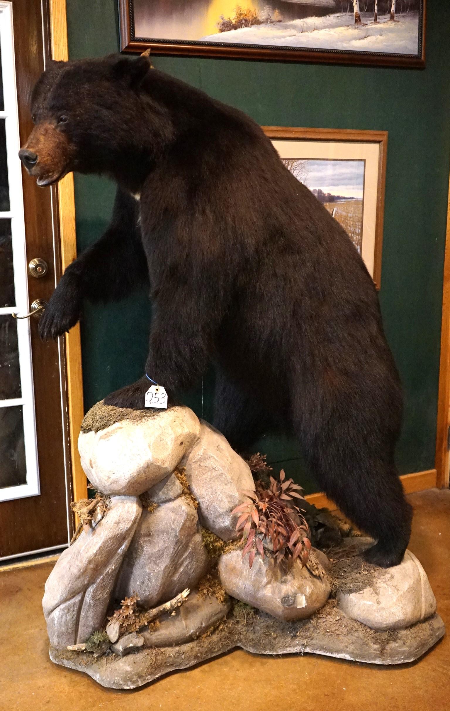 Large Full Body Black Bear Taxidermy Mount