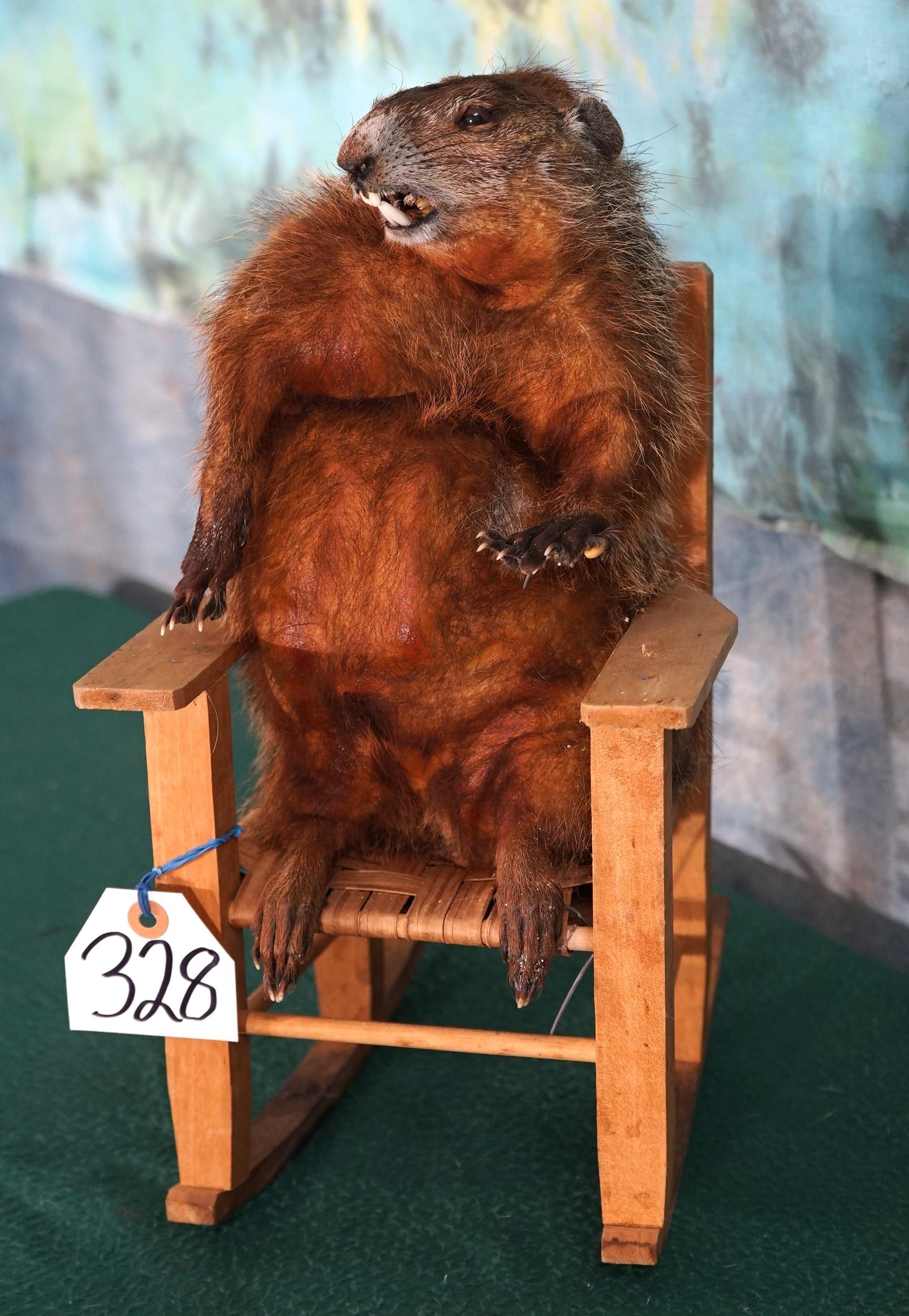 Full Body Mount Wood Chuck in Rocking Chair Novelty Taxidermy Mount