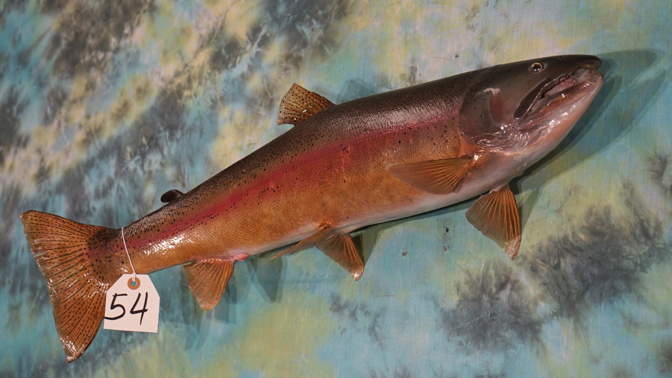 Beautiful 28" Real Skin Rainbow Trout Taxidermy Fish Mount
