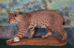 Full Body Bobcat Taxidermy Mount