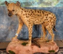 East African Spotted Hyena in Habitat Full Body Taxidermy Mount