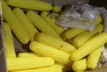 Artificial plastic field corn for duck/goose hunting. Used.