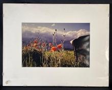 Glass framed "Poppies & Plowel" Montana