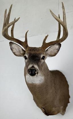 Iowa Whitetail Deer Taxidermy Mount