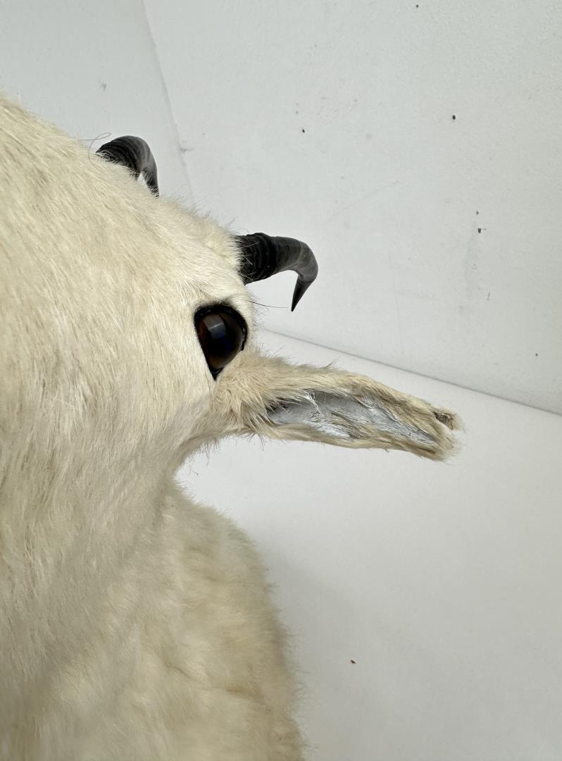 Montana Mountain Goat Taxidermy Mount