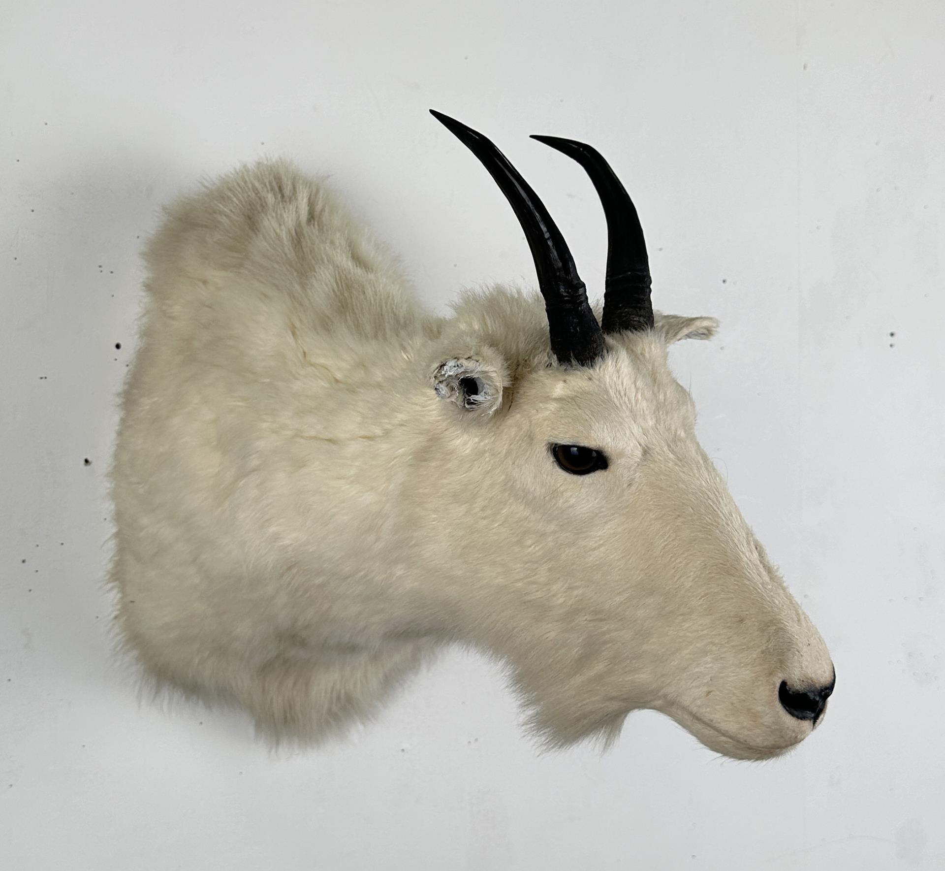 Montana Mountain Goat Taxidermy Mount