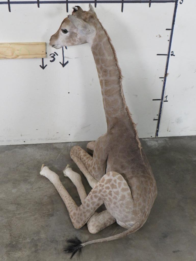 Lifesize Laying Adolescent Giraffe TAXIDERMY ODDITIES&CURIOSITIES
