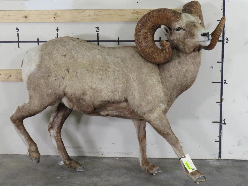Nice Lifesize Desert Sheep w/Huge Repro Horns *No base TAXIDERMY