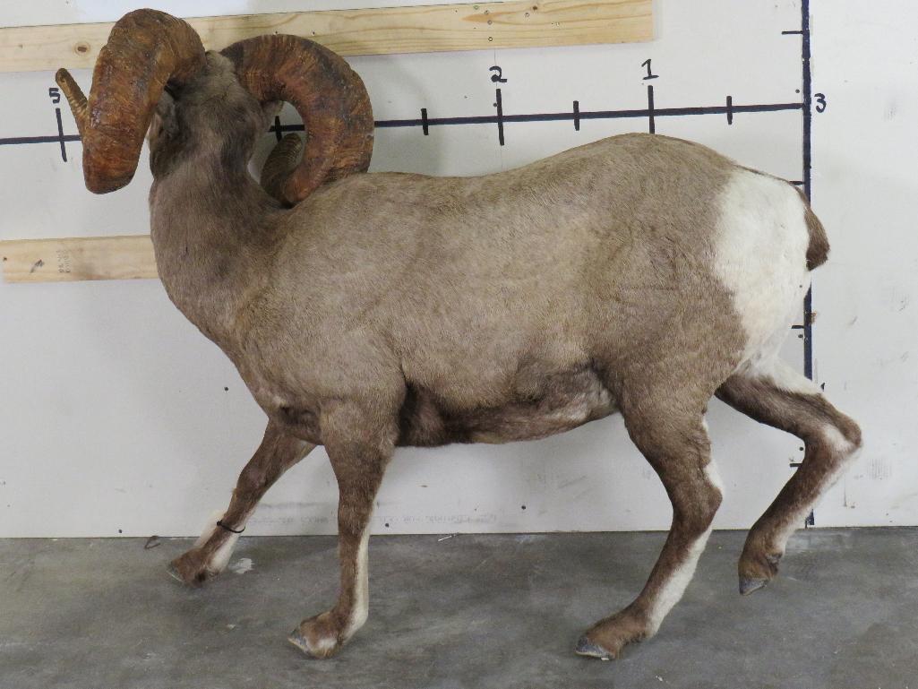 Nice Lifesize Desert Sheep w/Huge Repro Horns *No base TAXIDERMY