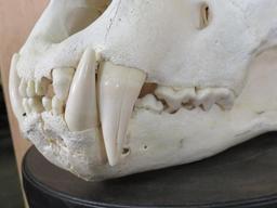 Lion Skull *TX RESIDENTS ONLY* TAXIDERMY