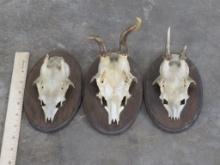 3 Roe Deer Euro Mts on Plaques (ONE$)