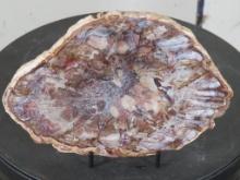Beautiful Polished Petrified Wood Slab w/Stand from Madagascar ROCKS, MINERALS, FOSSILS