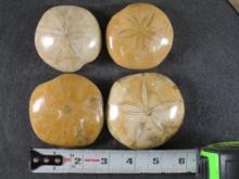 4 Beautifully Polished Sea Urchin/Sand Dollar Fossils from Madagascar ROCKS,MINERALS,FOSSILS