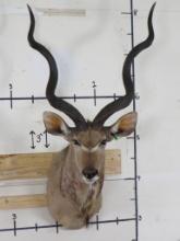 Big Kudu Sh Mt w/Removable Horns TAXIDERMY