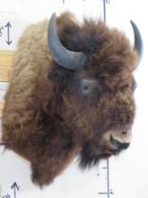 Buffalo/Bison Sh Mt w/BIG Horns TAXIDERMY