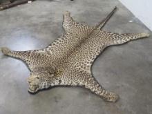 Older Leopard Rug w/All but One Claw, Carpet Backing *TX RES ONLY* TAXIDERMY
