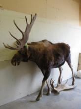 Lifesize Moose w/Big Real Rack, needs repair 62.5"Spread TAXIDERMY