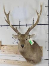 Sika Deer Sh Mt TAXIDERMY