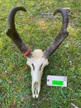 Large Pronghorn Antelope full skull, great horns -15 inches long, ivory tips, almost 7 inch bases -
