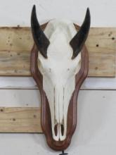 Very Nice Nilgai Skull on Plaque w/All Teeth TAXIDERMY