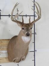 Nice/Newer 11pt Whitetail Sh Mt TAXIDERMY