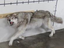 Very Nice Lifesize Female Running Wolf -no base TAXIDERMY