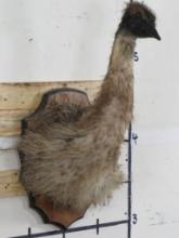 Rarely Seen 1/3 Body Emu on Plaque TAXIDERMY