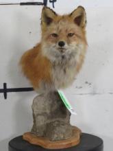 Red Fox Sh Mt on Rock Table Base TAXIDERMY