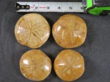 4 Beautifully Polished Sea Urchin/Sand Dollar Fossils from Madagascar ROCKS,MINERALS,FOSSILS