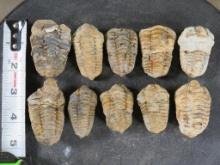 10 Trilobite "Diacalymene" Devonian Era Fossils, From Morocco ROCKS,MINERALS,FOSSILS