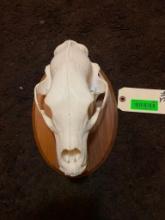 Big Black bear skull, on a nice wood display - all teeth 10 1/2 inches long X 6 inches wide .great t