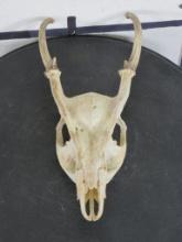 Euro Cut Muntjac Skull Ready to be Mounted TAXIDERMY