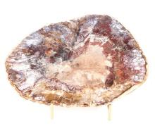 Fantastic Petrified Wood Slab with Stand