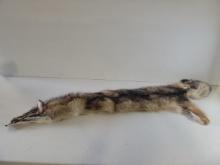 Large Soft Tanned Coyote Pelt