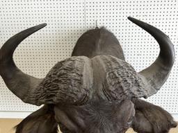 African Cape Buffalo Shoulder Mount Taxidermy