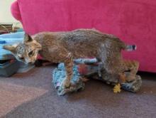 (DEN) NORTH AMERICAN BOBCAT TAXIDERMY. DISPLAYED ON A FAUX. ROCK SURFACE. MADE TO BE HUNG ON THE