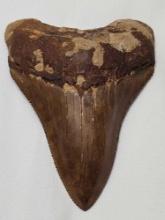 Megalodon shark tooth. Measurements in pic. 1.74oz.
