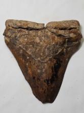 Megalodon shark tooth. Measurements in pic. 11.3oz