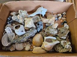 Vintage Stamp Collection & Box of Seashells