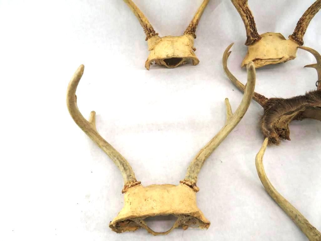 Lot of Antlers, Horns and Other Parts
