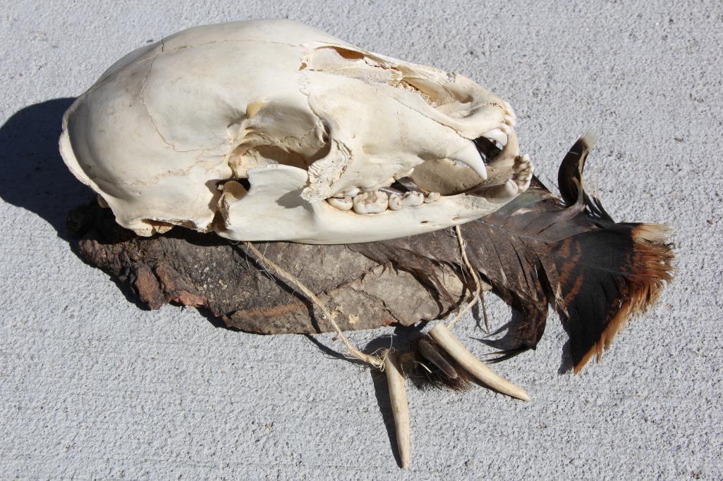 Black Bear Skull and Claws on Wood Hanger **NO SHIPPING Outside of Colorado**