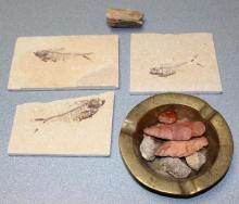 Collection of Fossils and Arrowheads
