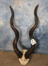 Gold Medal High Record Book African Lesser Kudu Horns Taxidermy