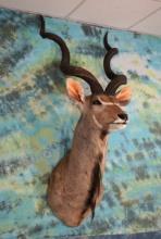 African Greater Kudu Antelope Shoulder Taxidermy Mount